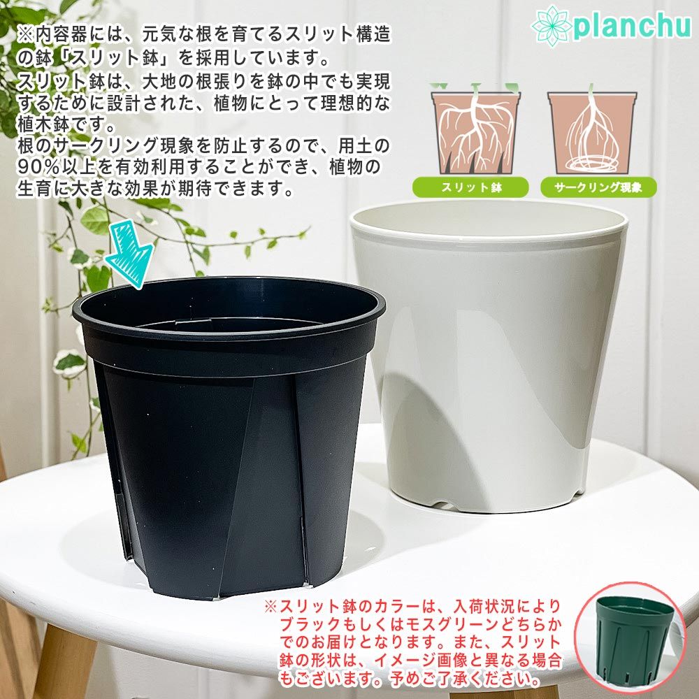 PLANCHU 観葉植物 ボーカルネア レクルバータ 5号鉢 受け皿付き 育て方 
