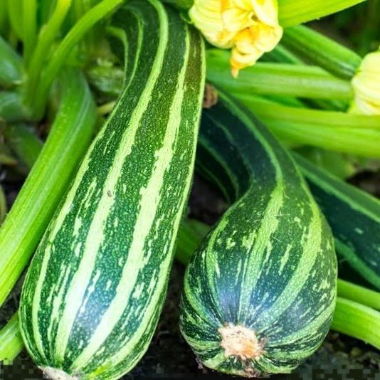 しましまズッキーニの種（Striato d'Italia） しましまズッキーニの種