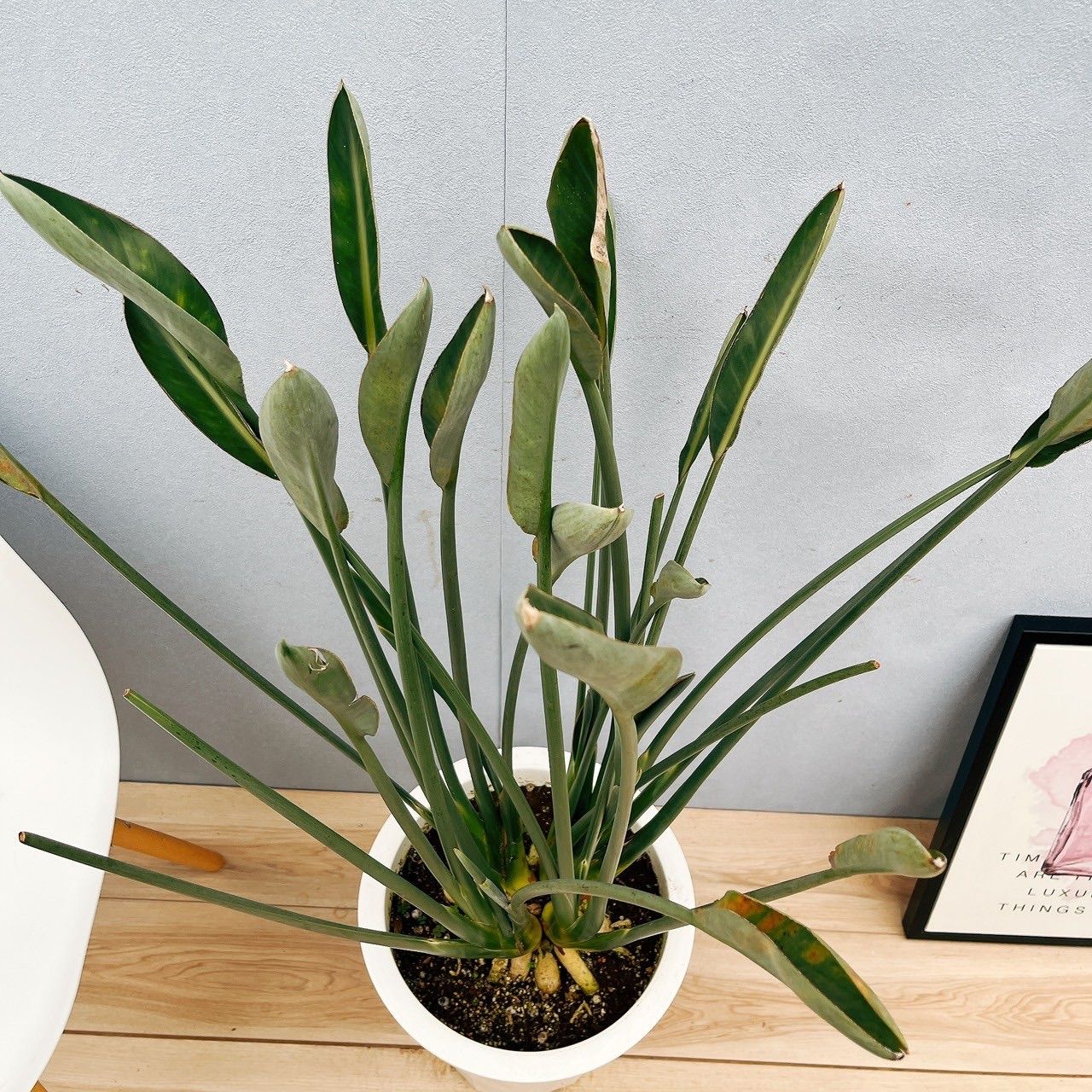 ［現品］【希少】10番　ストレリチア　ノンリーフ　根上がり　観葉植物　大型　室内 現品］【希少】10番 ストレリチア ノンリーフ 根上がり 観葉植物