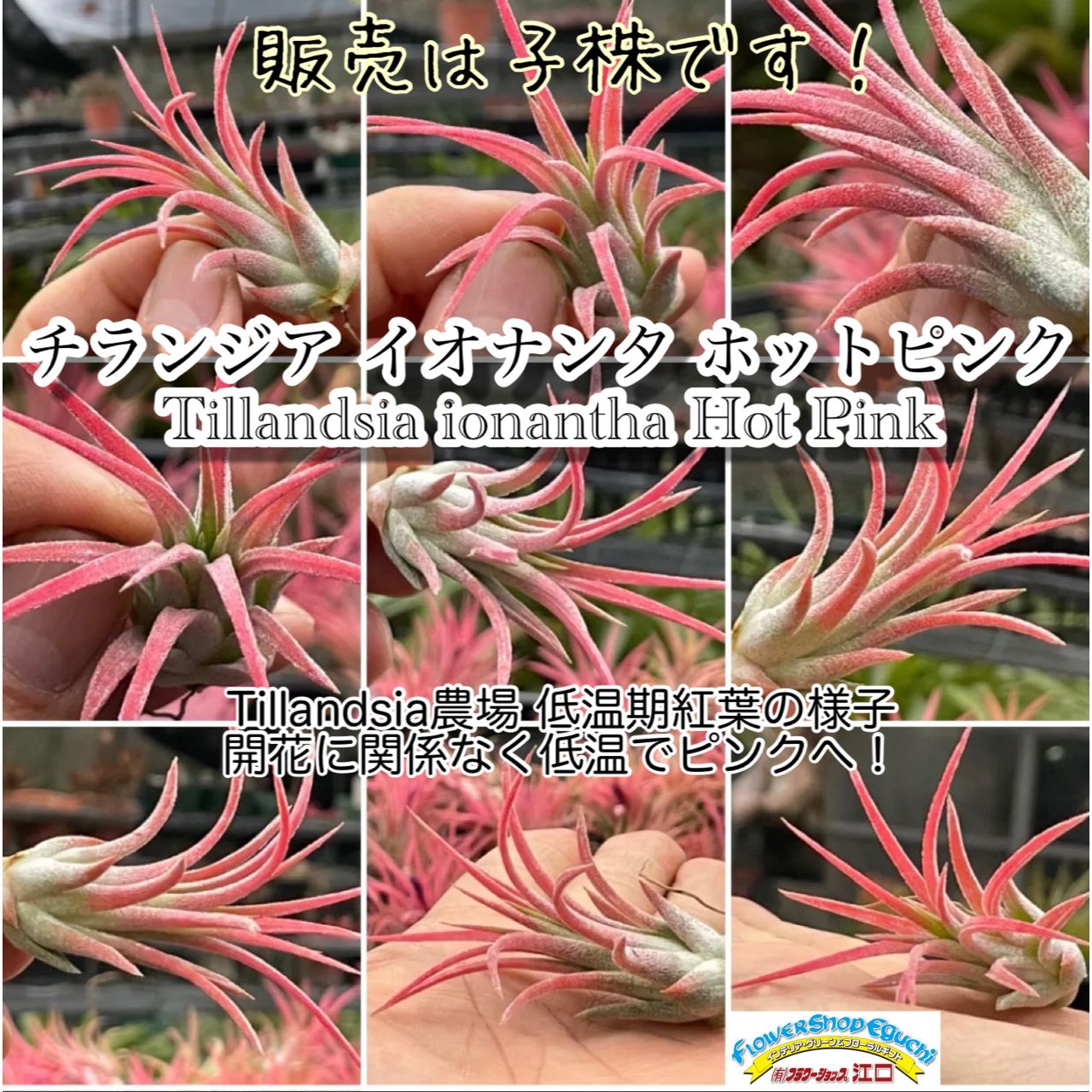 売り正規店 Tillandsia ionantha rubra イオナンタ 黒花 | ikebana