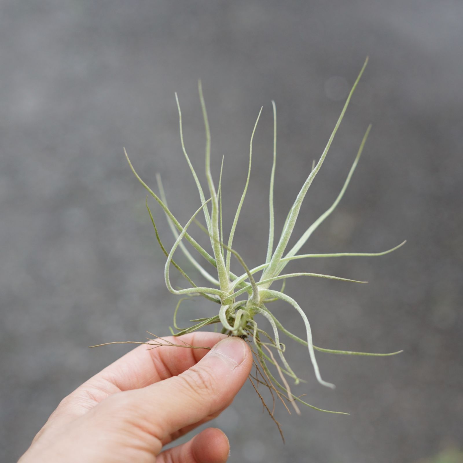 チランジア ロイテリ① (メルカリ便にてお届けします) ☆エアプランツ 【おまかせ6種類セット】 チランジア エアー
