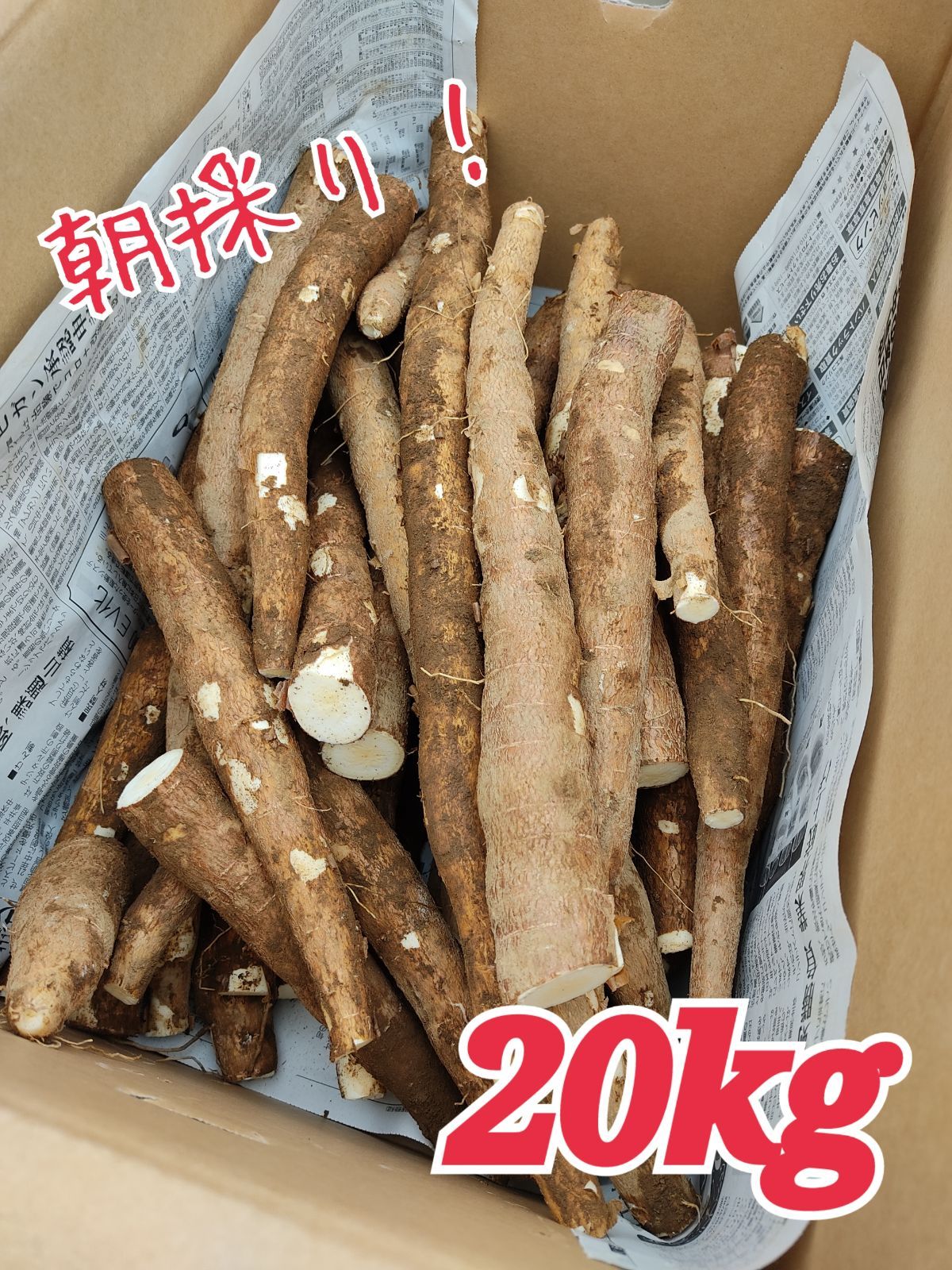 新素材新作 キャッサバ生芋15キロ - 食品