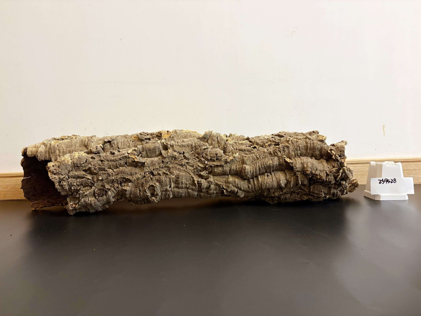 259S28 ポルトガル産