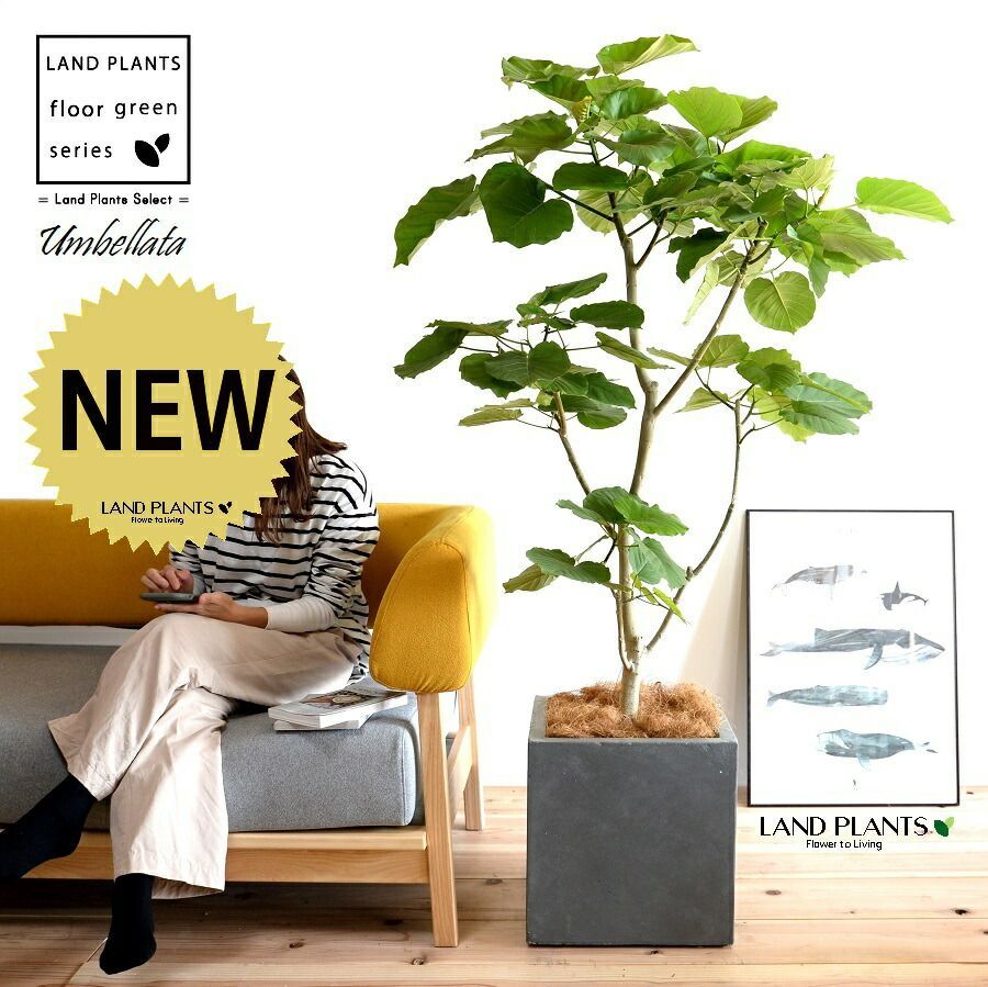 ソテツ 蘇鉄 観葉植物