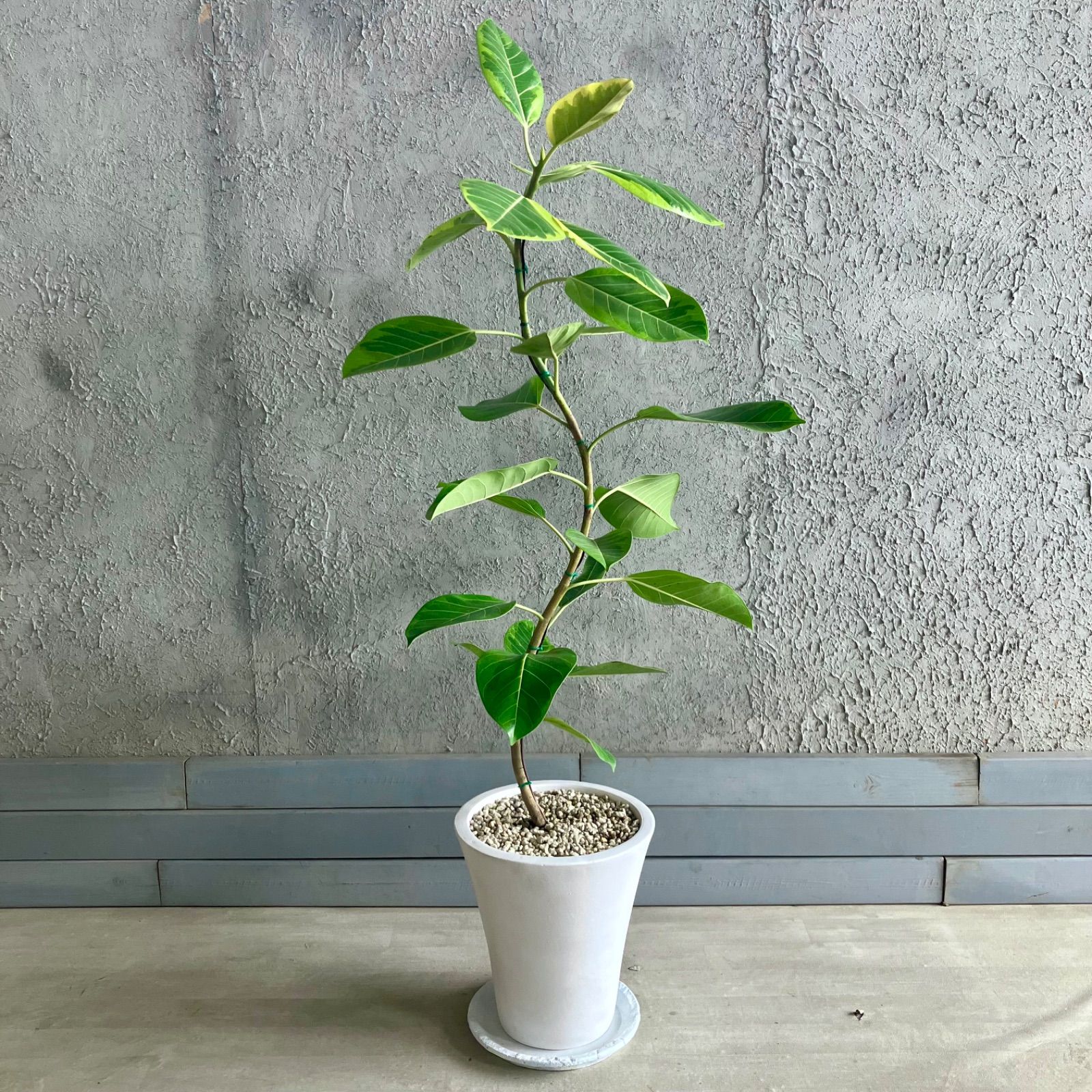 テラコッタ鉢植え