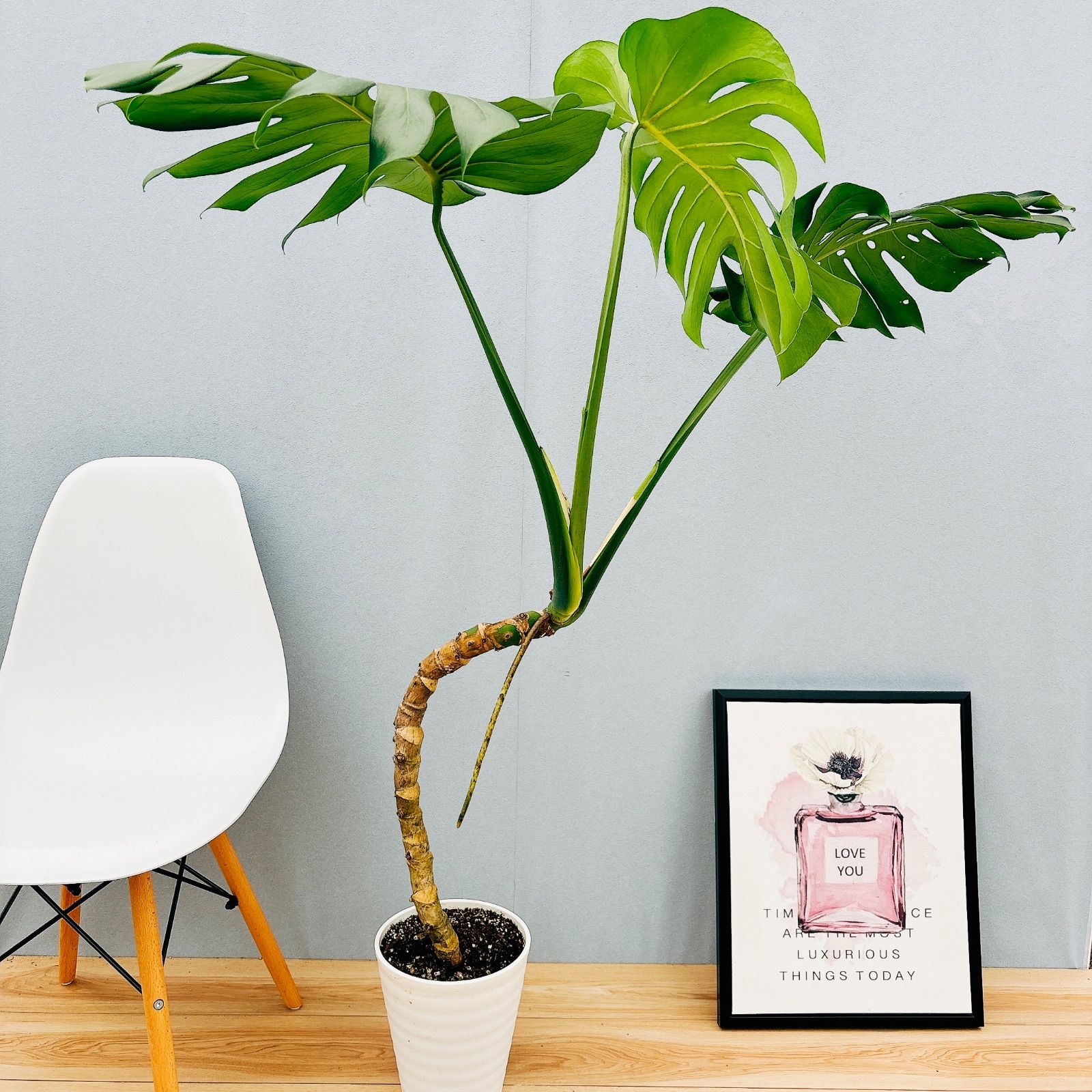 モンステラ デリシオーサ 幹立ち 8号105cm 【公式通販】