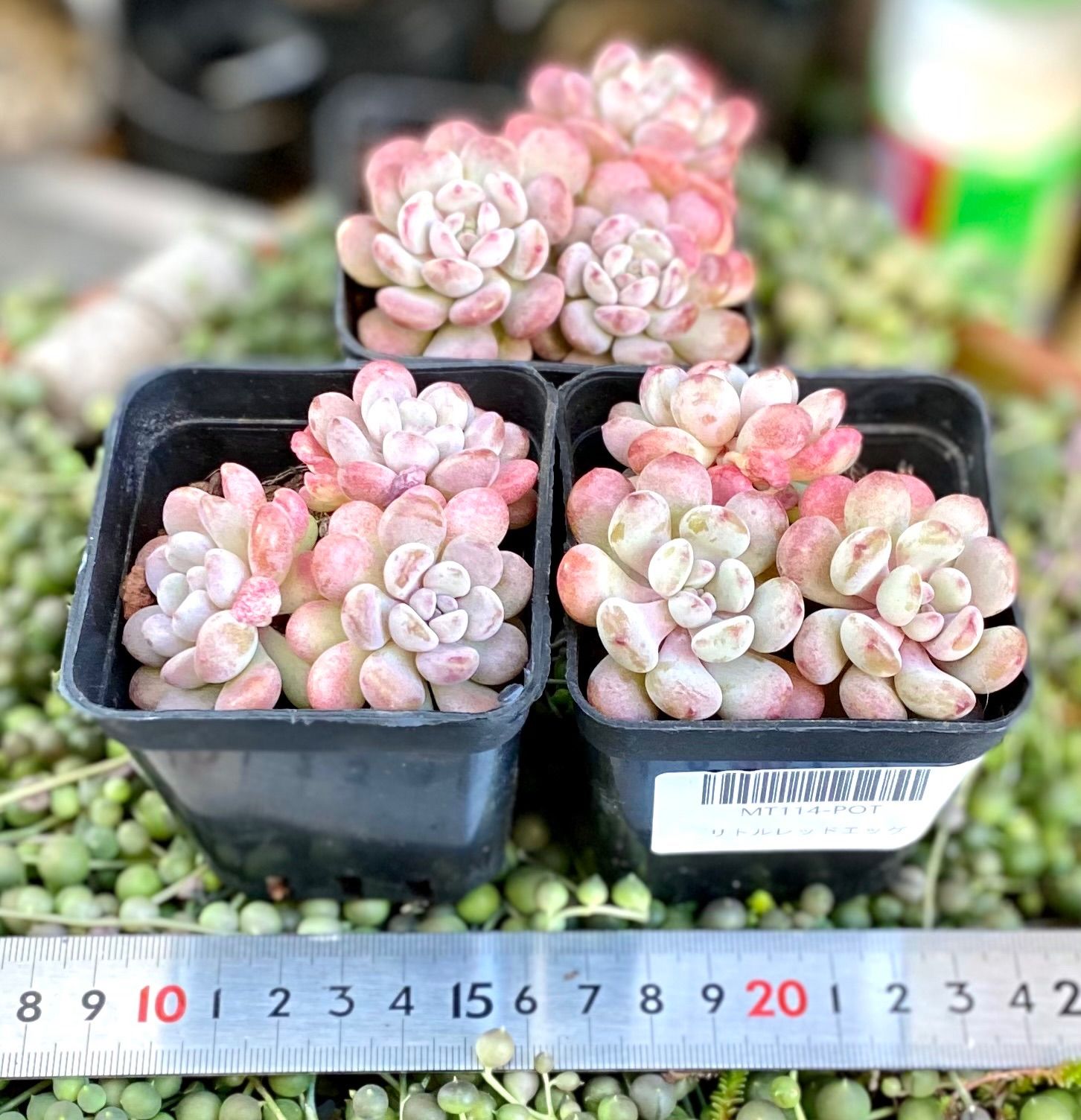 多肉植物 リトルバラ錦 群生 韓国苗 多肉植物 pariʚ