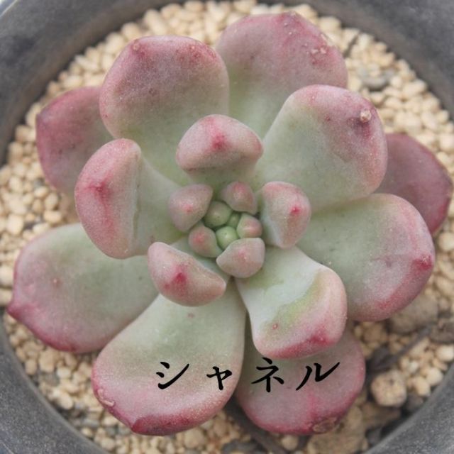 シャネル エケベリア 2寸ポット 韓国苗 弁慶草科 多肉植物 苗 - メルカリ