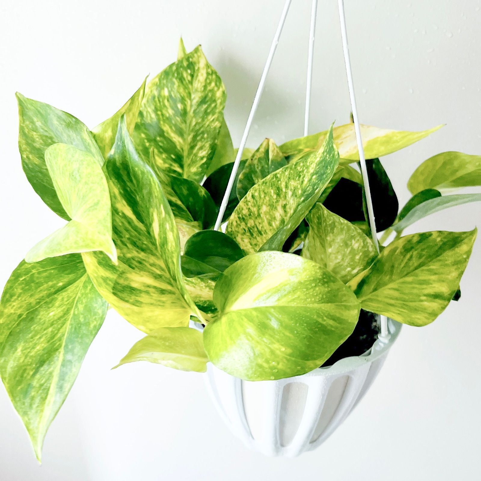 種 ポトス テルノクリスタルグリーン 観葉植物 吊り下げ calm cafe