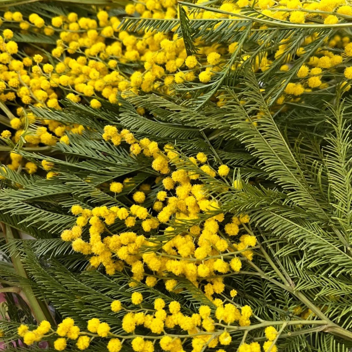 ミモザ 開花中 細り 植木 ご確認用