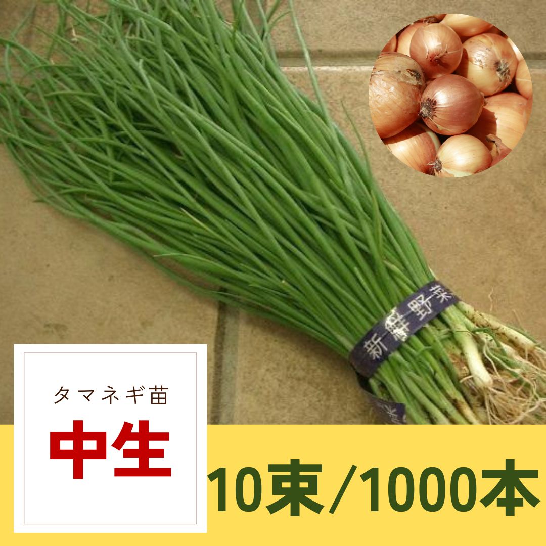 中生玉ねぎ苗　1000本 タマネギ苗（中晩生）100本 | Rich Harbor Seed