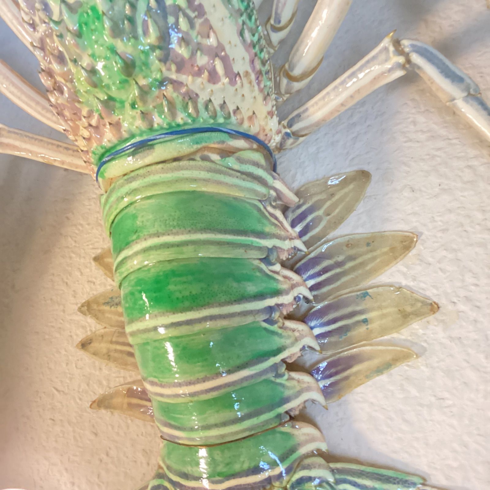 五色海老 錦えび 伊勢海老類 ケース入り剥製 …e.s - メルカリ