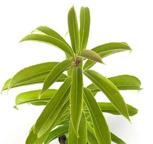 20本セット ナナミノキ樹高0.3m前後10.5cmポット