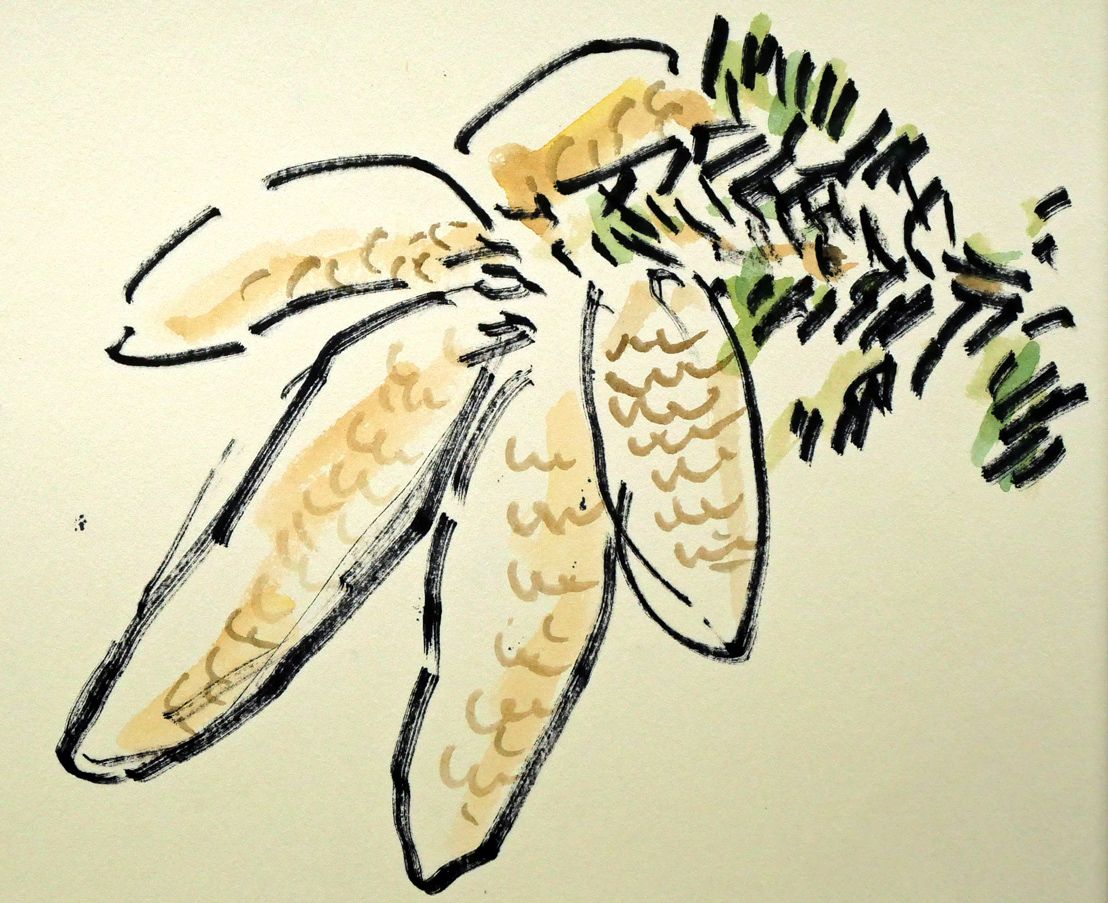 坂本直行　おおまつよい草　水彩画 坂本直行 おおまつよい草 水彩画 絵画