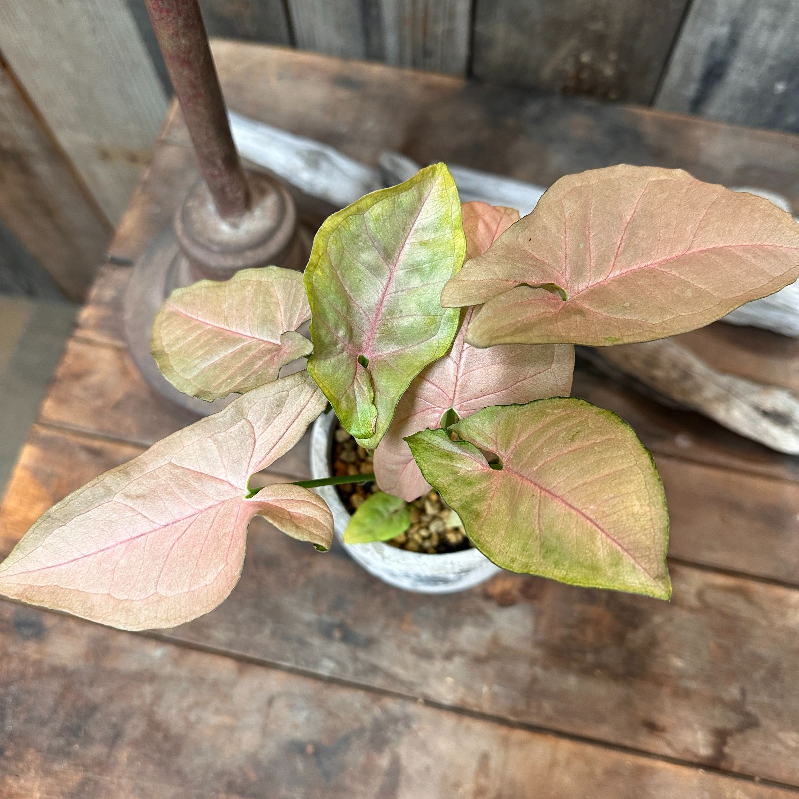 観葉植物　シンゴニウム　ネオン　インテリアグリーン　A26