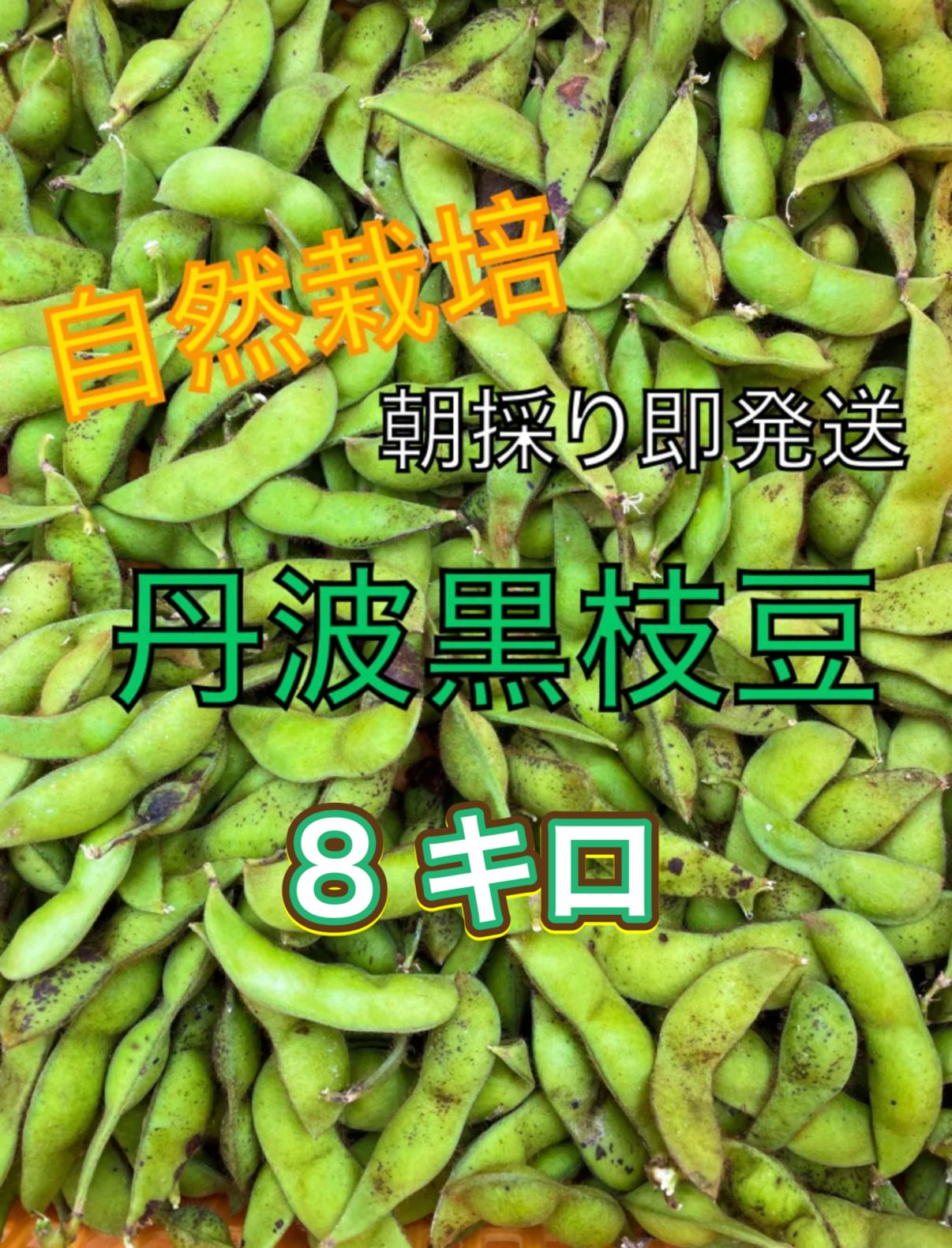 丹波黒大豆の枝豆 丹波黒枝豆 8キロ