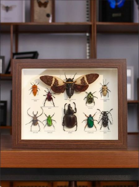 真の昆虫の組み合わせの標本の装飾の絵の置物の教育科学普及の子供の置物のプレゼントの10種類の昆虫の展示枠です