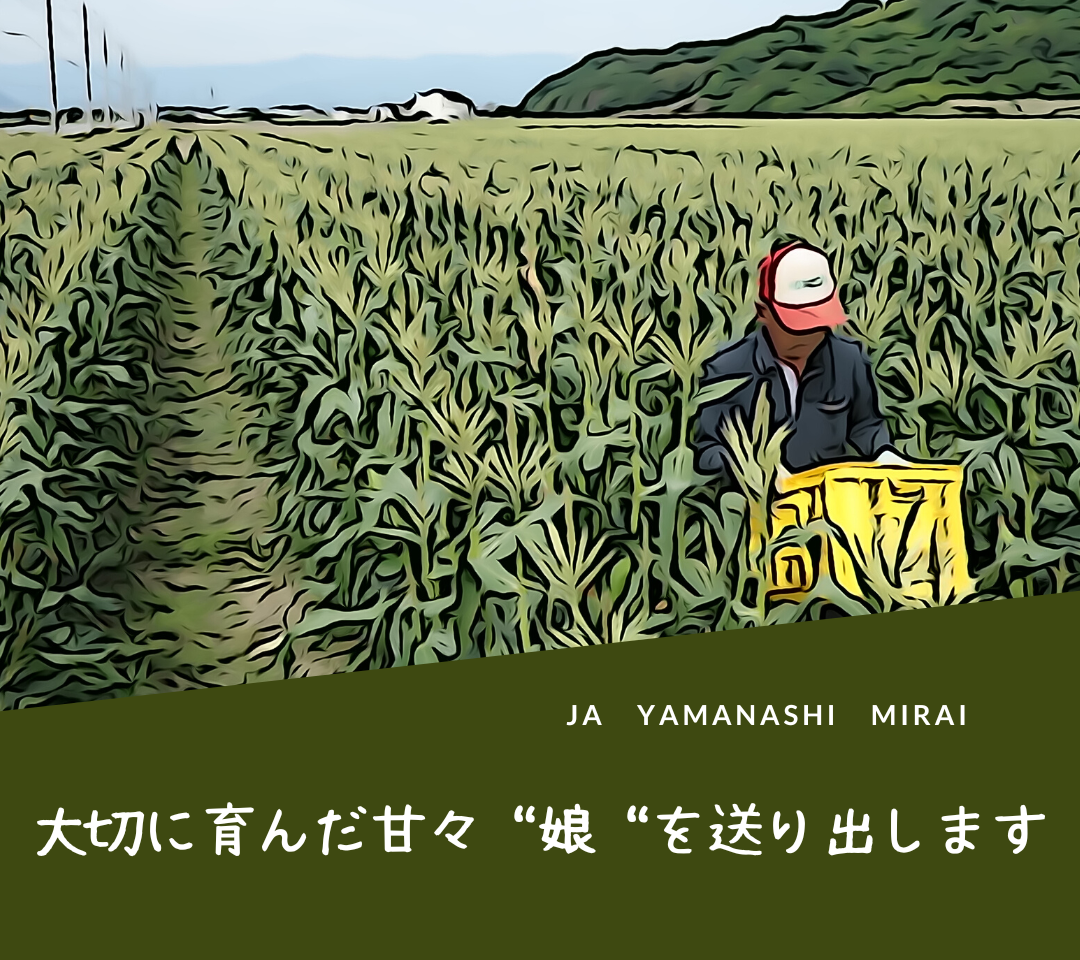 クール便　”元祖”甘々娘（５キロ）　JA山梨みらい検査品