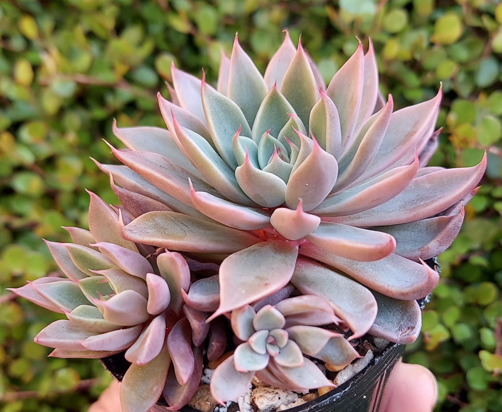 【新作】エケべリア　韓国苗　ブラックチェリー 大苗　多肉植物 　s_6103 多肉植物 エケベリア フラワーソング 韓国苗 抜き苗 カット苗 約4.5cm