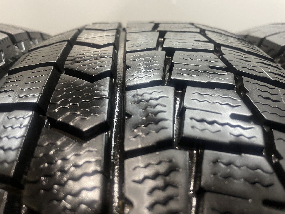 アロカシア ヴェノム Alocasia 'Venom' 管理番号m88 アロカシア