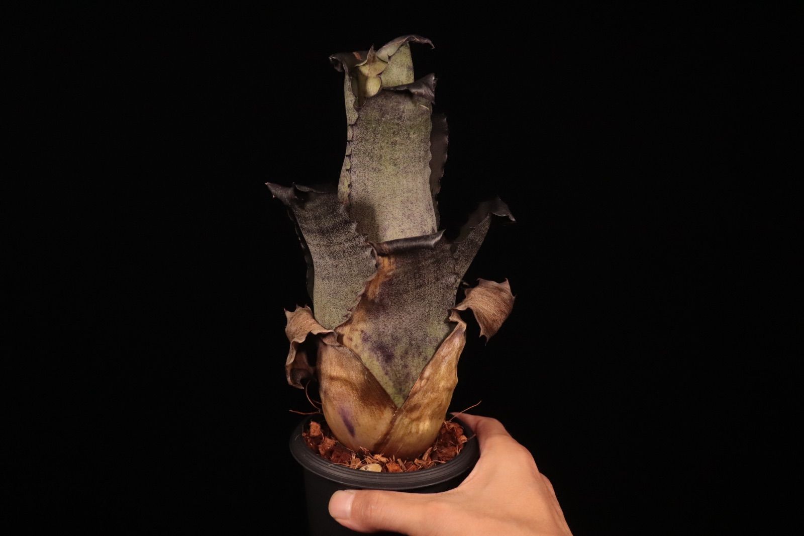 送料無料】Billbergia 'Arribella'〔ビルベルギア〕現品発送B300