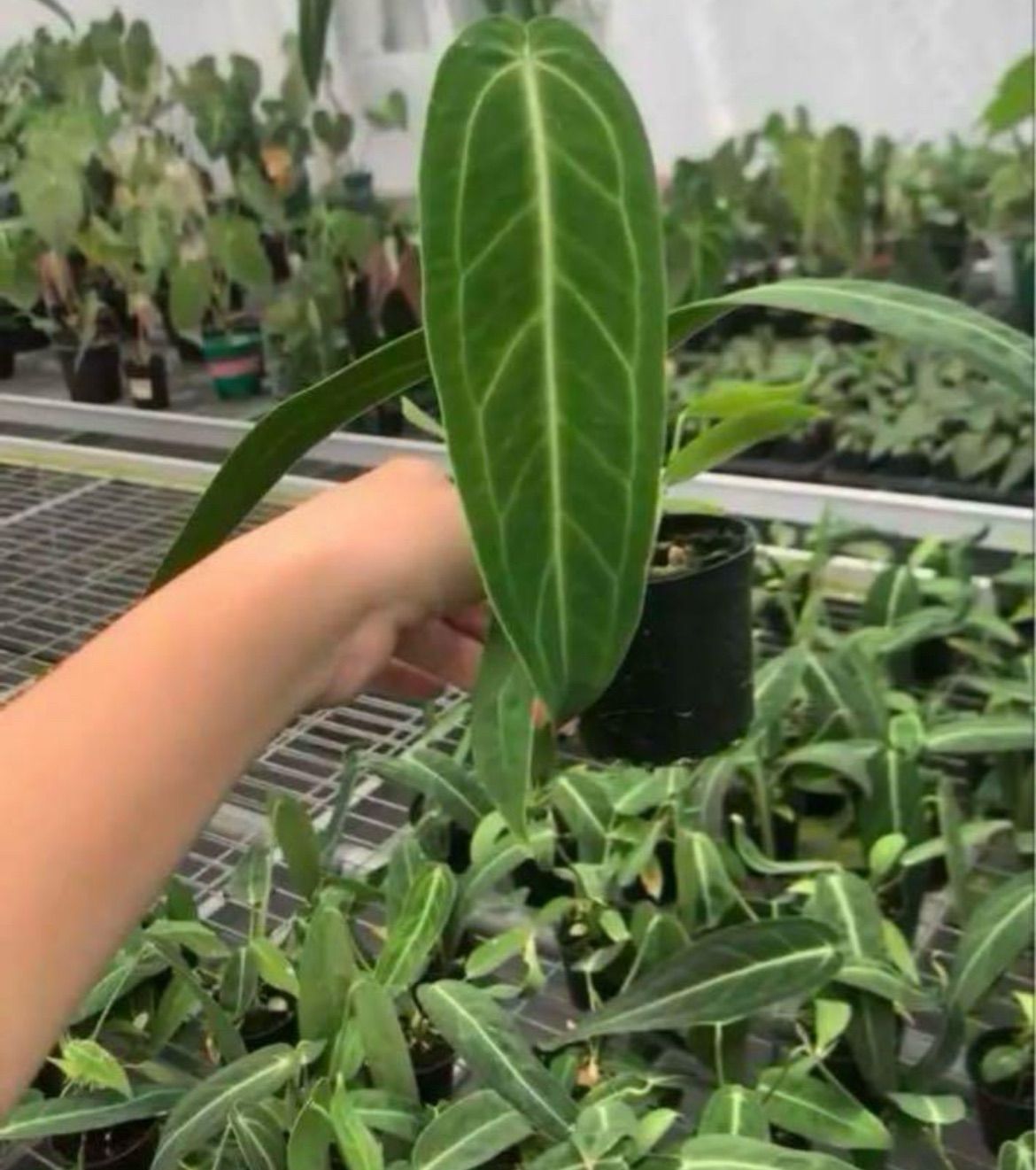 実生アンスリウム ワロクアーナム - メルカリ