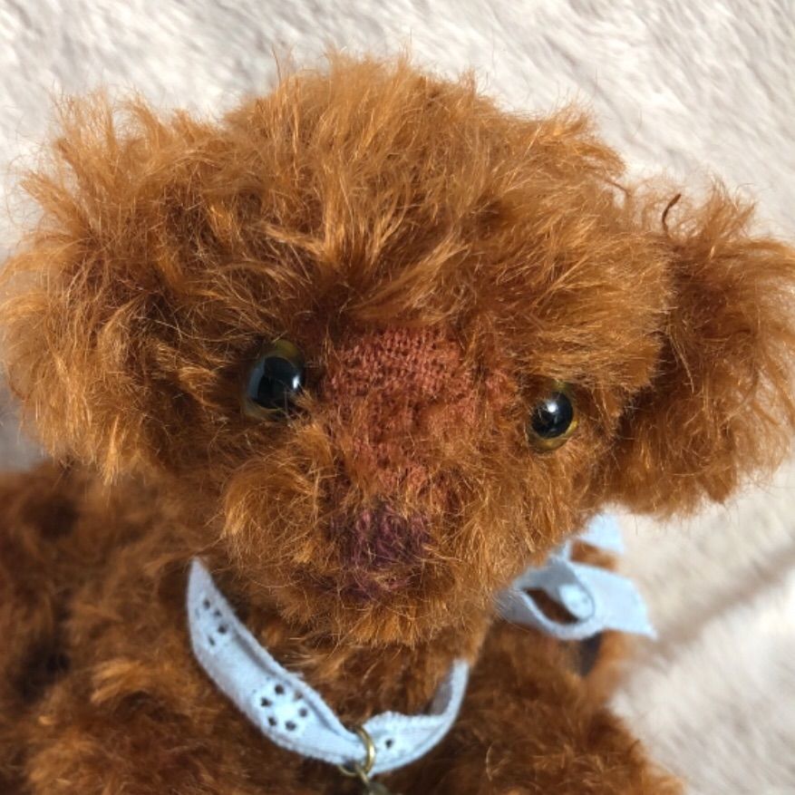 ストア トイプードル レッド