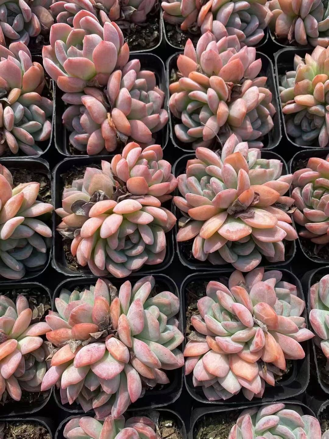 新発売 48株セット 火祭り 抜き苗 多肉植物 佐川急便発送 エケベリア 韓国