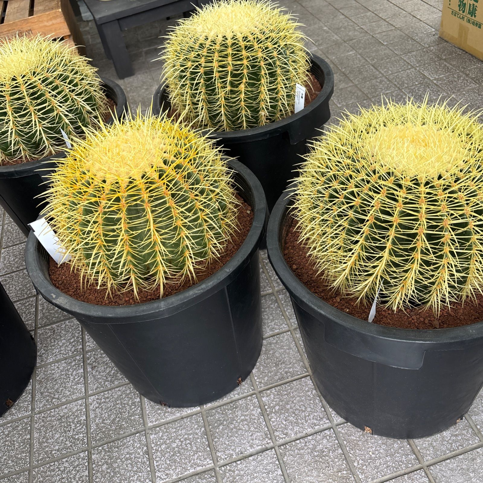 4/1〜値上げ予定 金鯱サボテン キンシャチサボテン 12号特大サイズ 