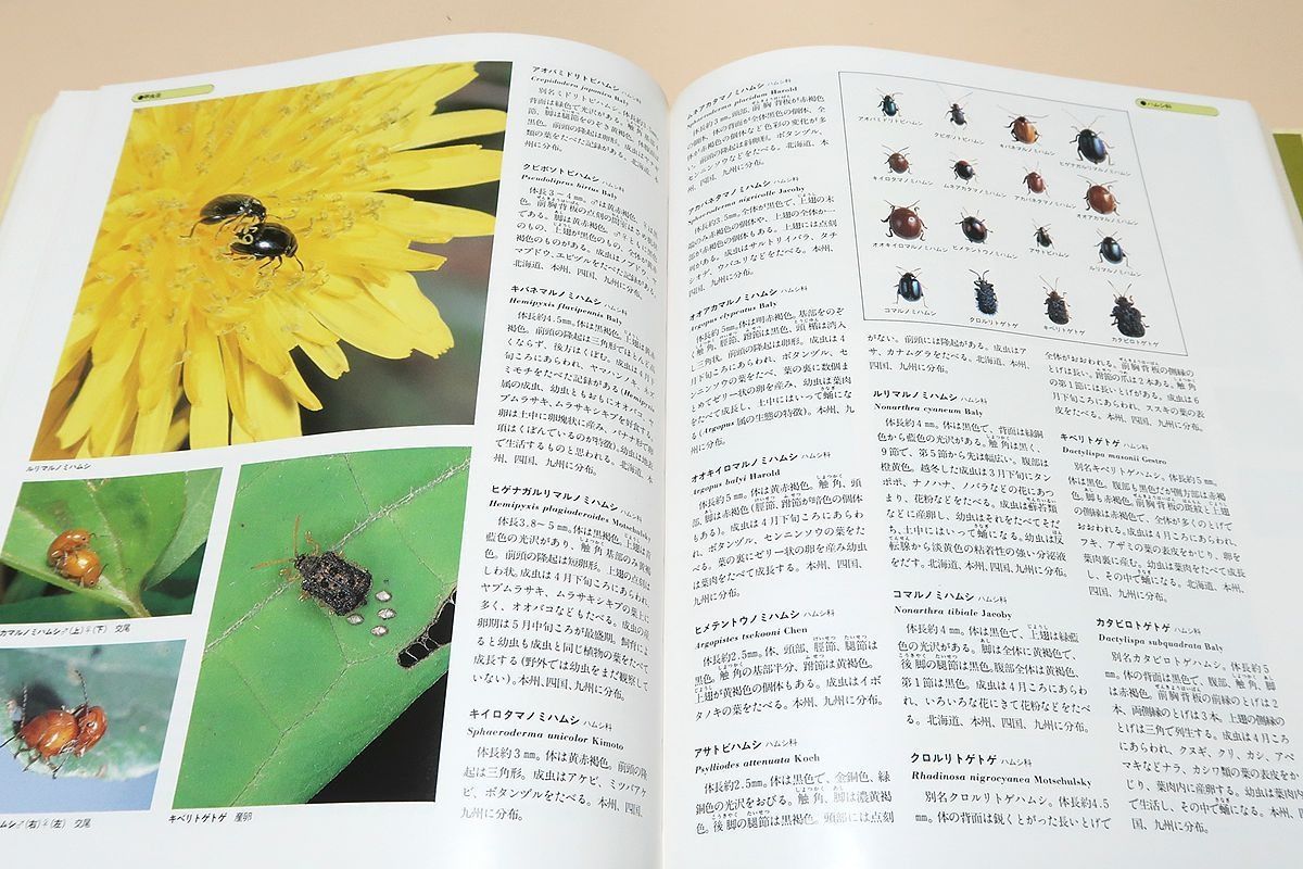 世界文化生物大図鑑 昆虫Ⅰ 昆虫Ⅱ 改訂新版 世界文化生物大図鑑 昆虫 1、2の2冊 / (有)よみた屋