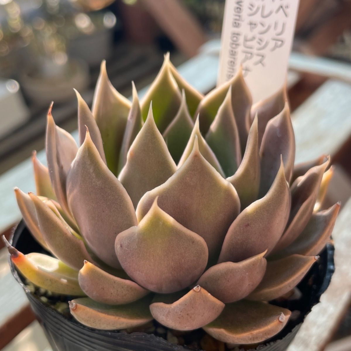 トバレンシス×シャビアナ❣️札付き❗️多肉植物 抜き苗 - メルカリ