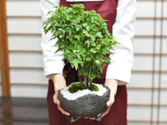 太幹