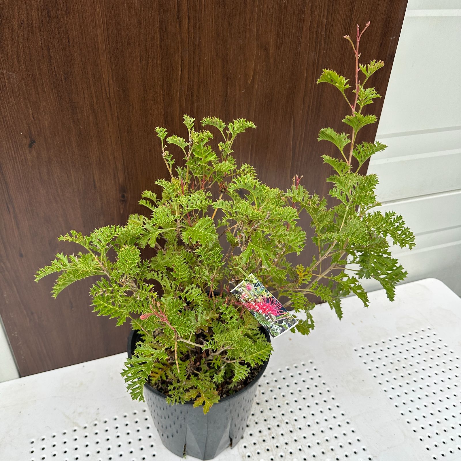 現品 ④ グレビ グレープ ビピナティフィーダ 8号 激 オージープランツ