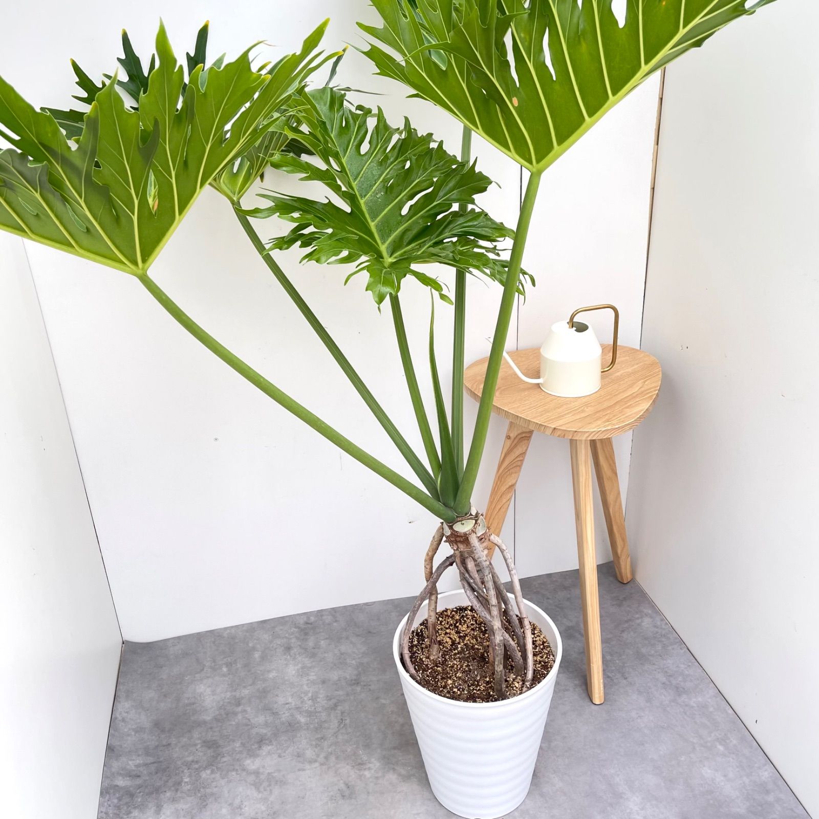［現品］54番　フィロデンドロン　セローム　幹上がり　7号　観葉植物　大型　室内 現品］フィロデンドロン セローム 幹上がり 7号 観葉植物 室内