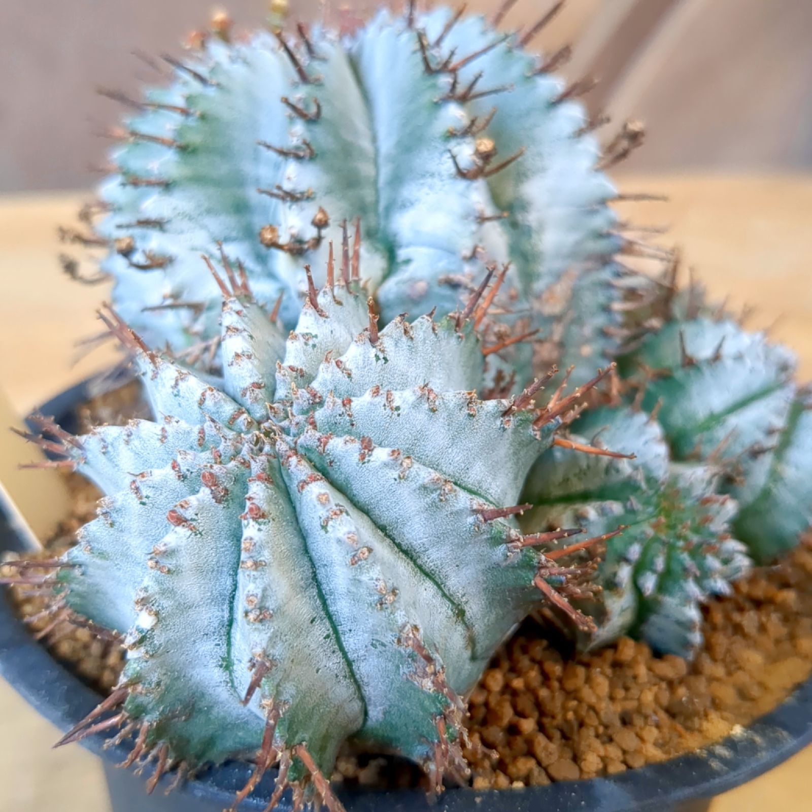 ユーフォルビア・ホリダ錦 ホリダ錦 ユーフォルビア Yahoo