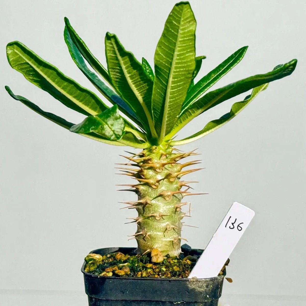 パキポディウム アンボンゲンセ136 パキポディウム・アンボンゲンセ