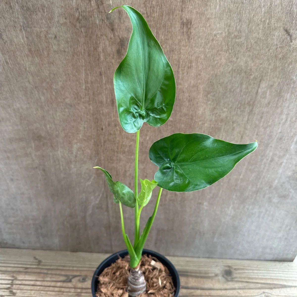 観葉植物 アロカシア 2種セット クワズイモ② 現品 Alocasia odora アロカシア アローカシア