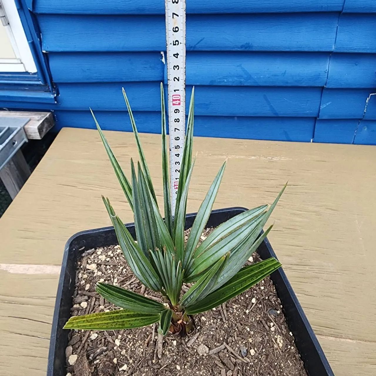 シルバーリーフ💚】【鉢ごと発送】 チャメロプス フミリス