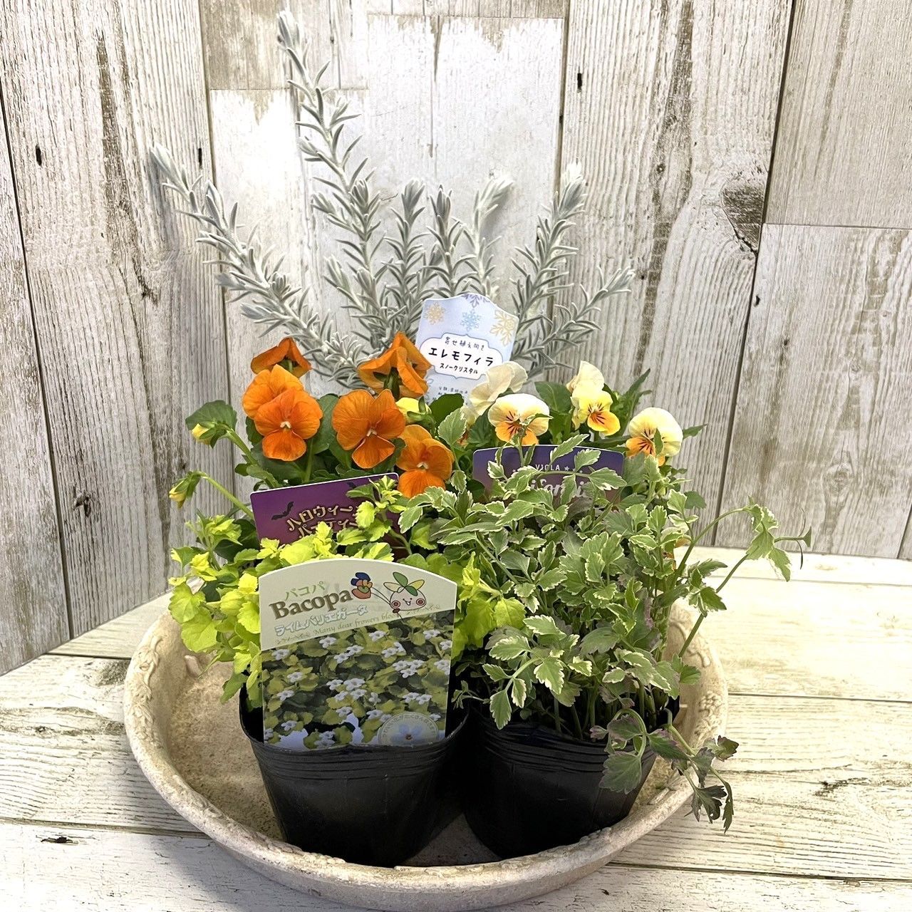 オレンジビオラ」寄せ植え ※寄せ植えセット 花苗 寄せ植え