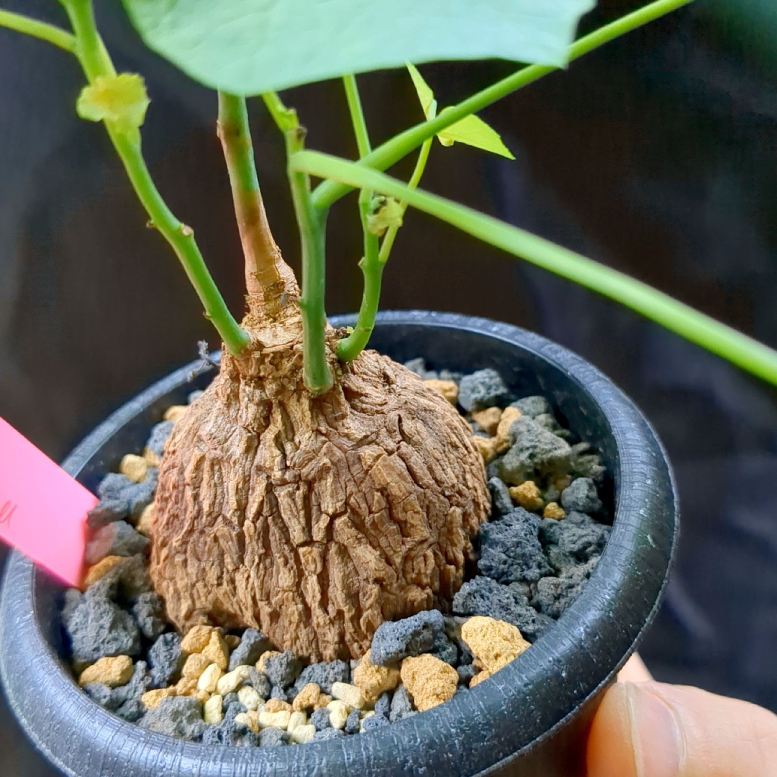 ステファニア スベローサ 【現品】鉢のまま発送 A