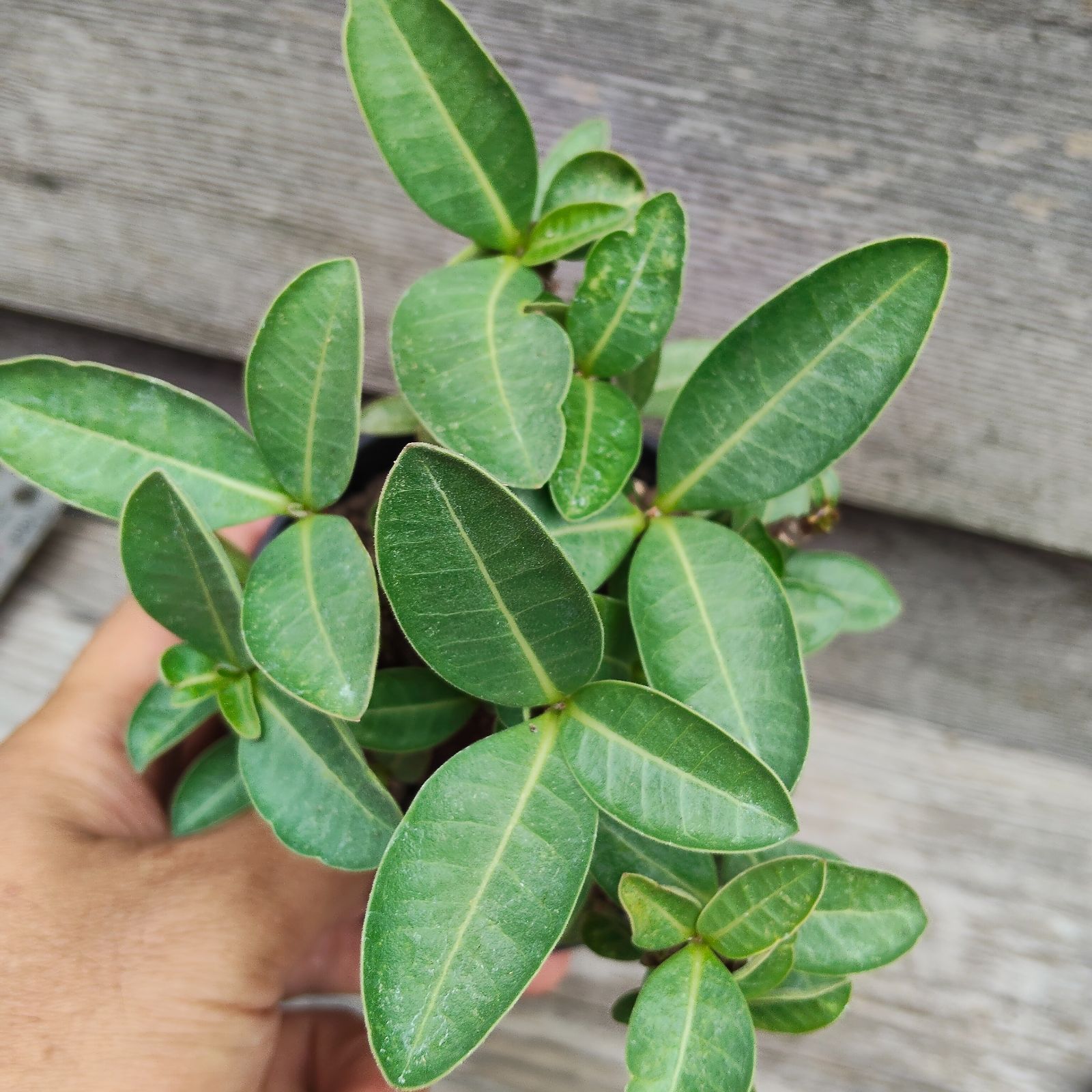 a99 アデニウム ドワーフ タコ足 bento 手乗り アデ 塊根植物