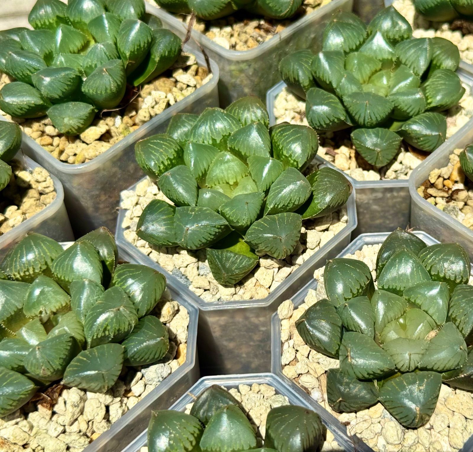 ハオルチア ジェリーフィッシュ錦 極上斑 （【多肉植物