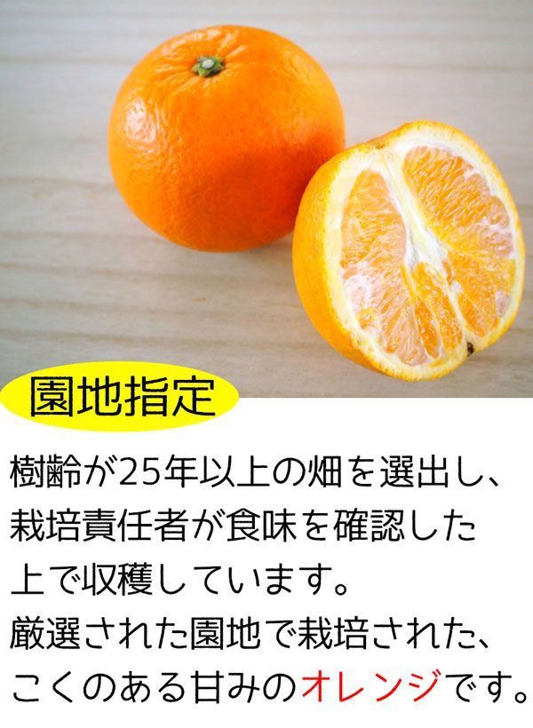 ネーブルオレンジ