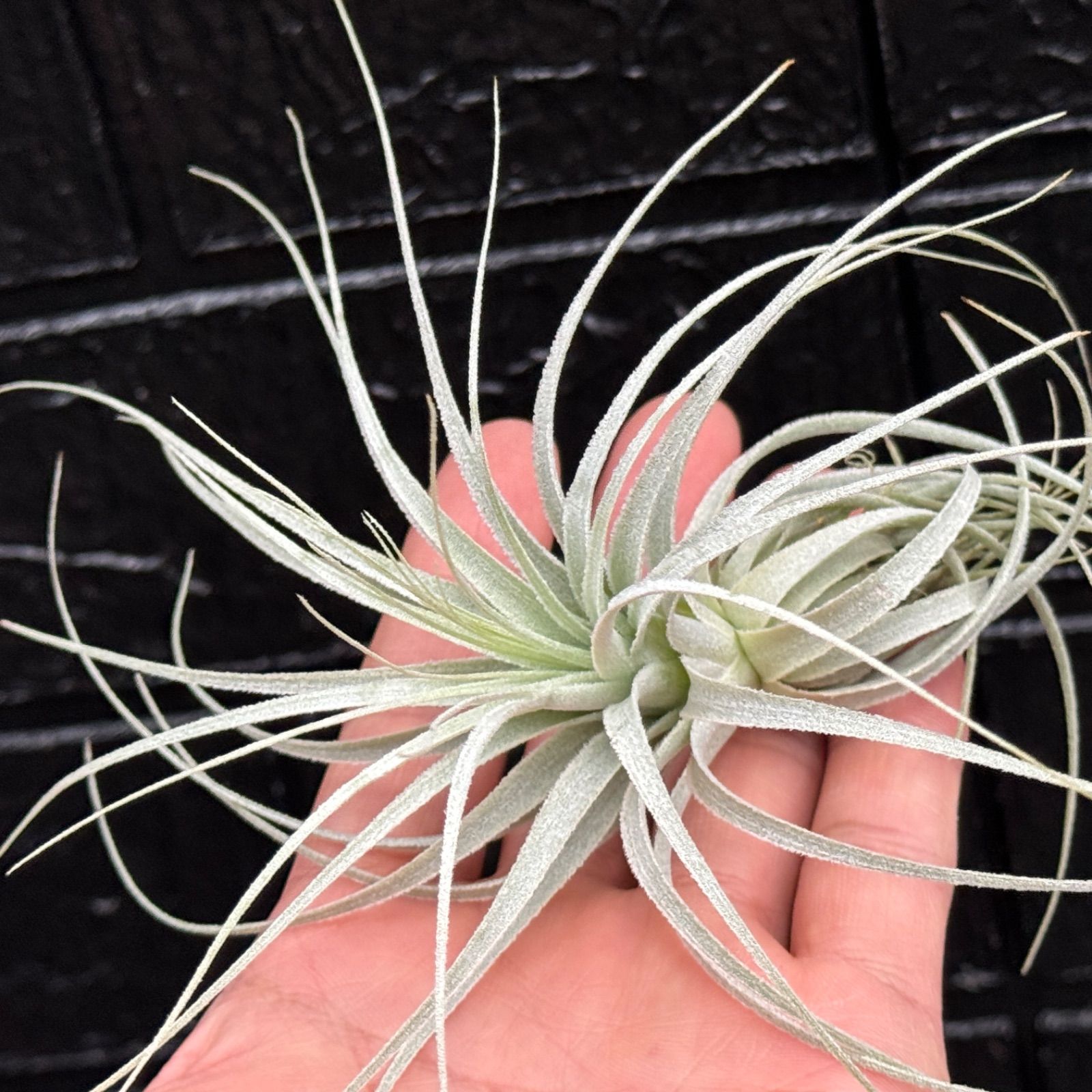 チランジア チャペウエンシス チュリフォルミス Tillandsia chapeuensis var.  turriformis＊エアプランツ＠フラワーショップ江口 - メルカリ