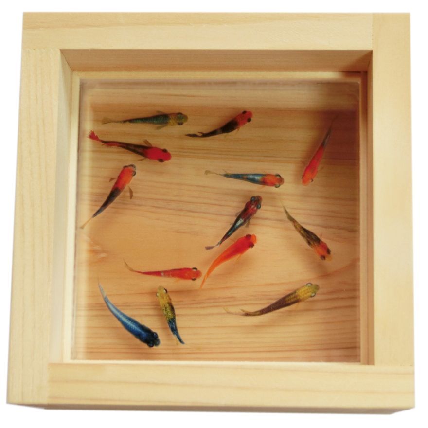 めだか メダカ アート ひのき ヒノキ 桧 金魚 ギフト 還暦 誕生日 退職 