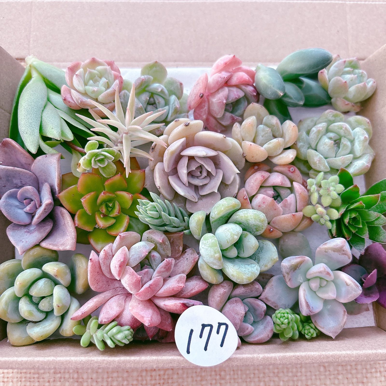 ご確認ページ　多肉植物寄せ植えセット 多肉植物 寄せ植えセット 初心者さんセットA 寄せ植え セット 鉢