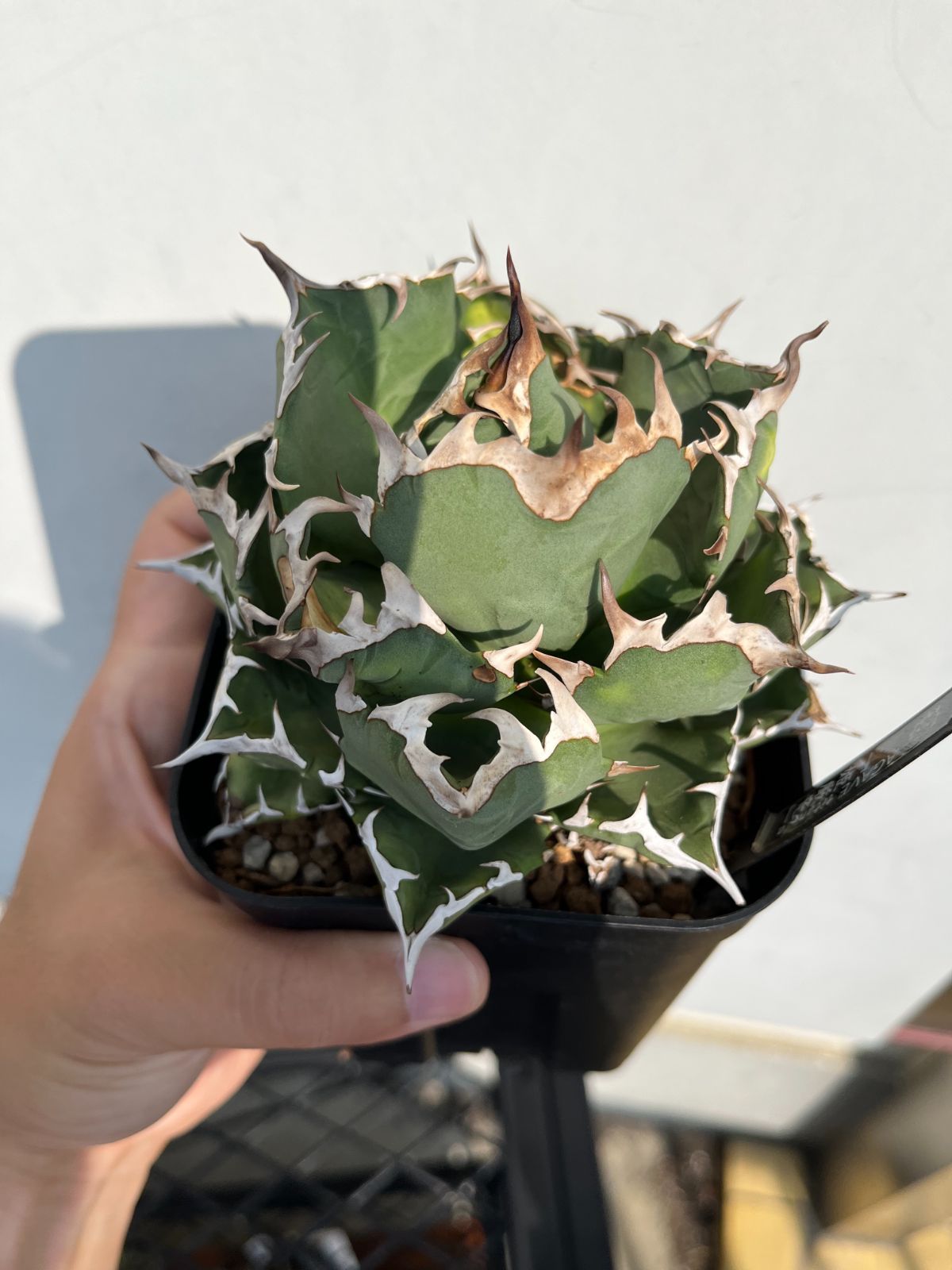 アガベ チタノタ オテロイ 姫厳竜 ボールタイプ 極上株 17