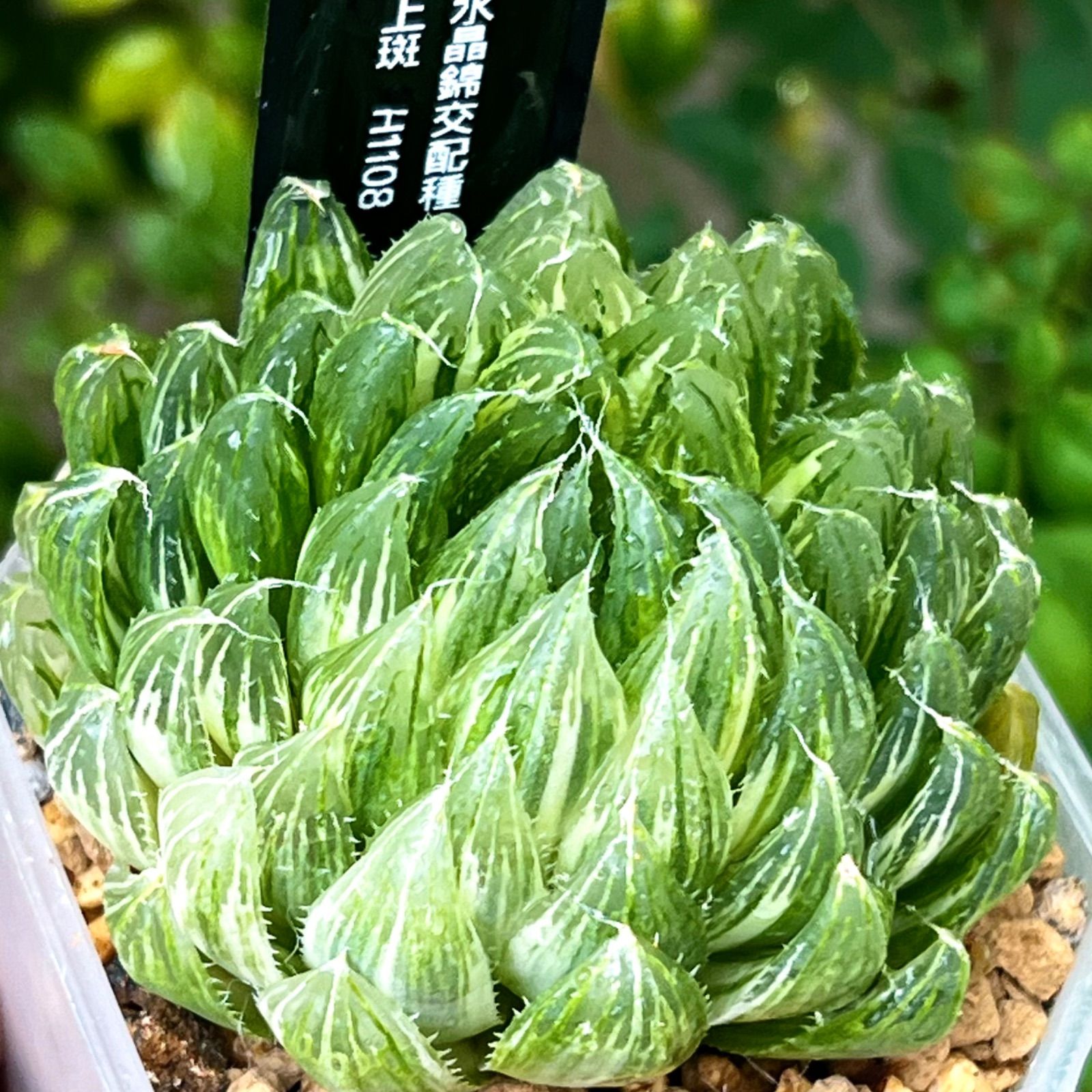 Amazon｜多肉植物 観葉植物 ハオルチア ハオルシア 桜水晶錦交配
