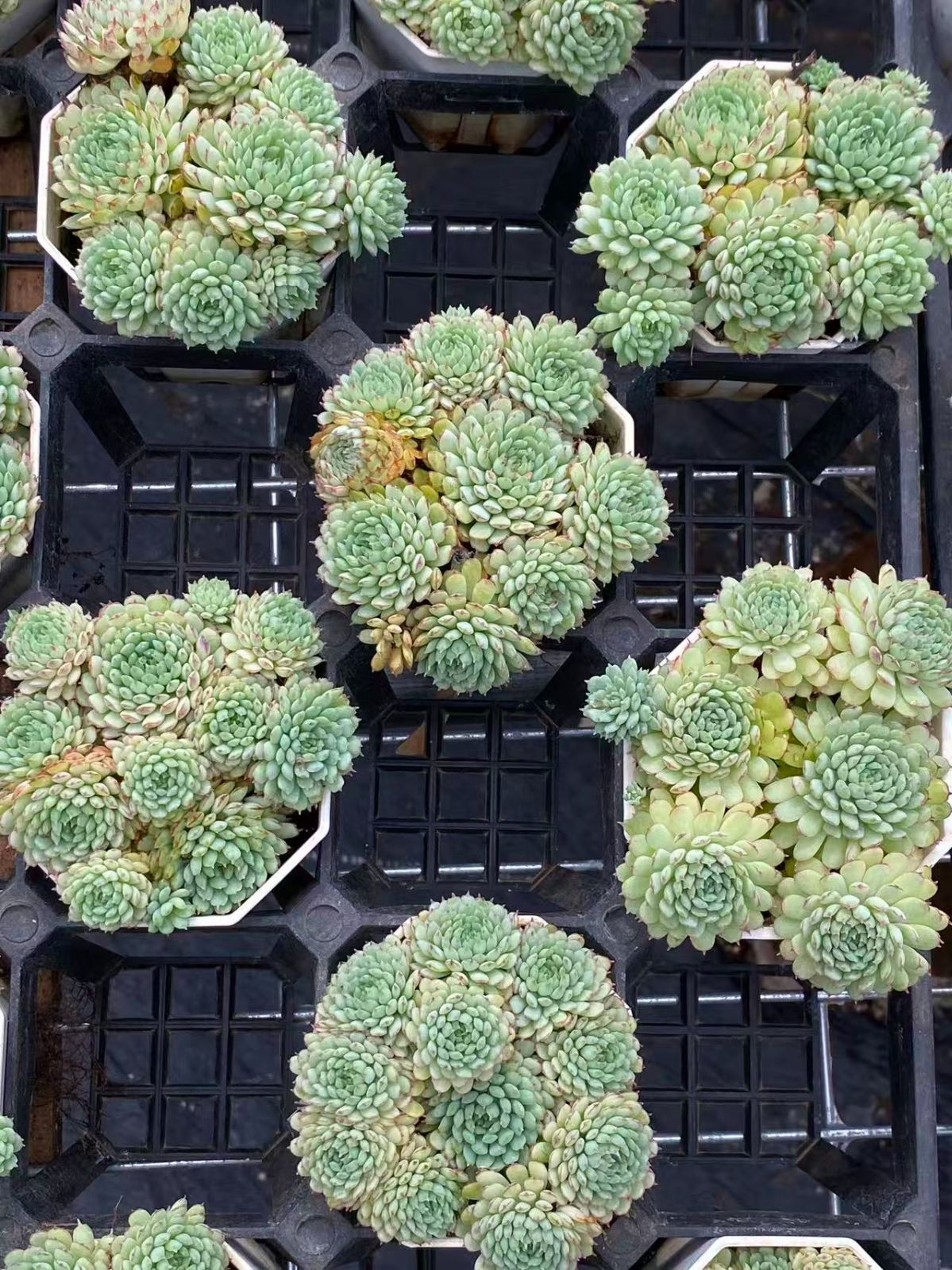 ZM1741×25 ヴィンセント カトー 抜き苗 多肉植物 アエオニウム エケベリア 韓国苗 YUZUMIYA_COM