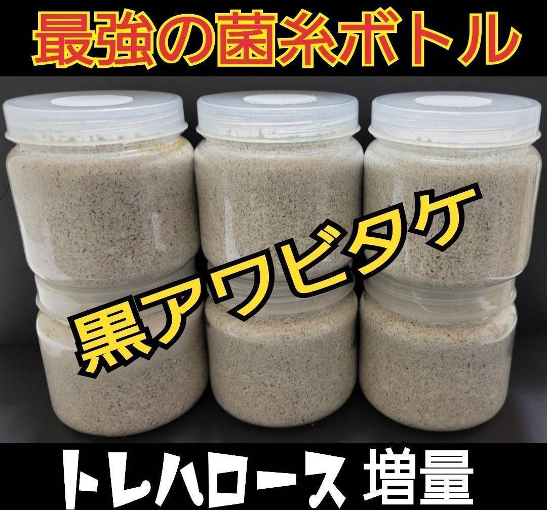 最強の菌糸瓶【黒アワビタケ】6本☆オオクワ、ヒラタ、ニジイロに 